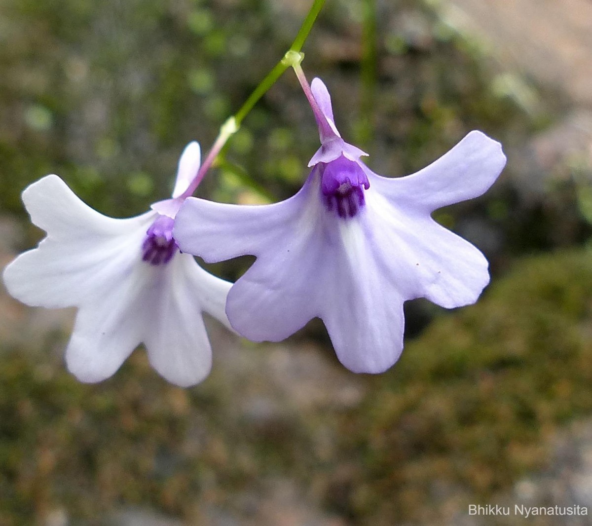 Utricularia moniliformis P.Taylor